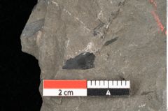 Foto (Detailansicht) von Palissya araunii Endl. (NHMW-GEO-2024-0188-10581)